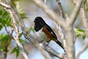 030 Towhee, Eastern, 2023-05222171 Parker River NWR, MA